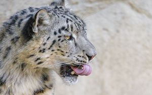 Preview wallpaper snow leopard, animal, protruding tongue, big cat, wild