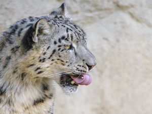 Preview wallpaper snow leopard, animal, protruding tongue, big cat, wild