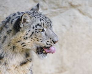 Preview wallpaper snow leopard, animal, protruding tongue, big cat, wild