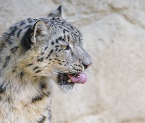 Preview wallpaper snow leopard, animal, protruding tongue, big cat, wild