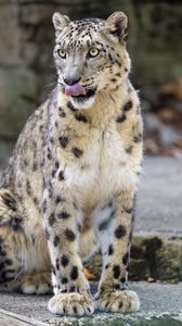 Preview wallpaper snow leopard, animal, protruding tongue, big cat