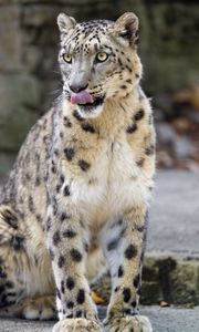 Preview wallpaper snow leopard, animal, protruding tongue, big cat