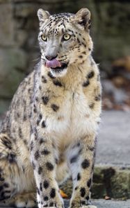 Preview wallpaper snow leopard, animal, protruding tongue, big cat