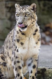 Preview wallpaper snow leopard, animal, protruding tongue, big cat