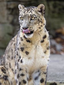 Preview wallpaper snow leopard, animal, protruding tongue, big cat