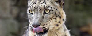 Preview wallpaper snow leopard, animal, protruding tongue, big cat