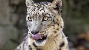 Preview wallpaper snow leopard, animal, protruding tongue, big cat