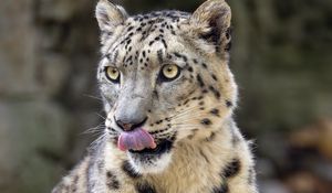 Preview wallpaper snow leopard, animal, protruding tongue, big cat