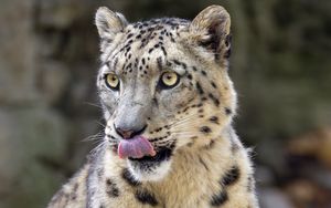 Preview wallpaper snow leopard, animal, protruding tongue, big cat