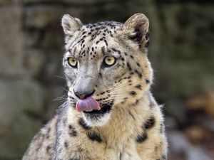 Preview wallpaper snow leopard, animal, protruding tongue, big cat