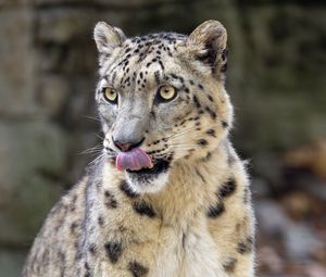 Preview wallpaper snow leopard, animal, protruding tongue, big cat