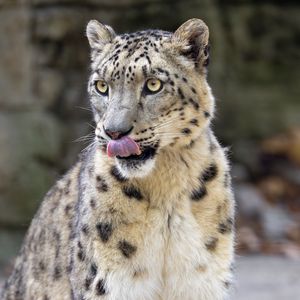 Preview wallpaper snow leopard, animal, protruding tongue, big cat