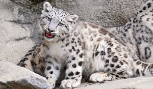 Preview wallpaper snow leopard, big cat, carnivore, muzzle