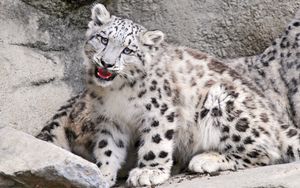 Preview wallpaper snow leopard, big cat, carnivore, muzzle