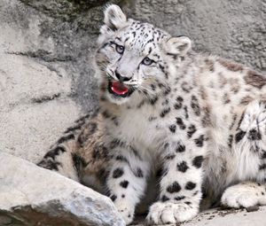 Preview wallpaper snow leopard, big cat, carnivore, muzzle