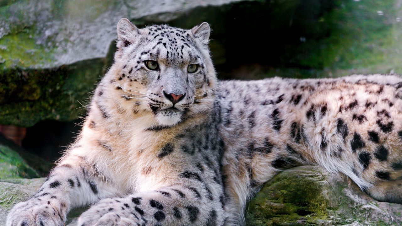 Wallpaper snow leopard, big cat, carnivore, lay