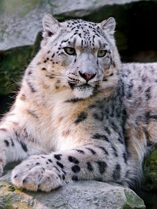 Preview wallpaper snow leopard, big cat, carnivore, lay