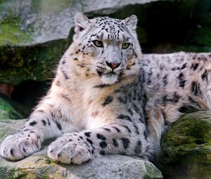 Preview wallpaper snow leopard, big cat, carnivore, lay