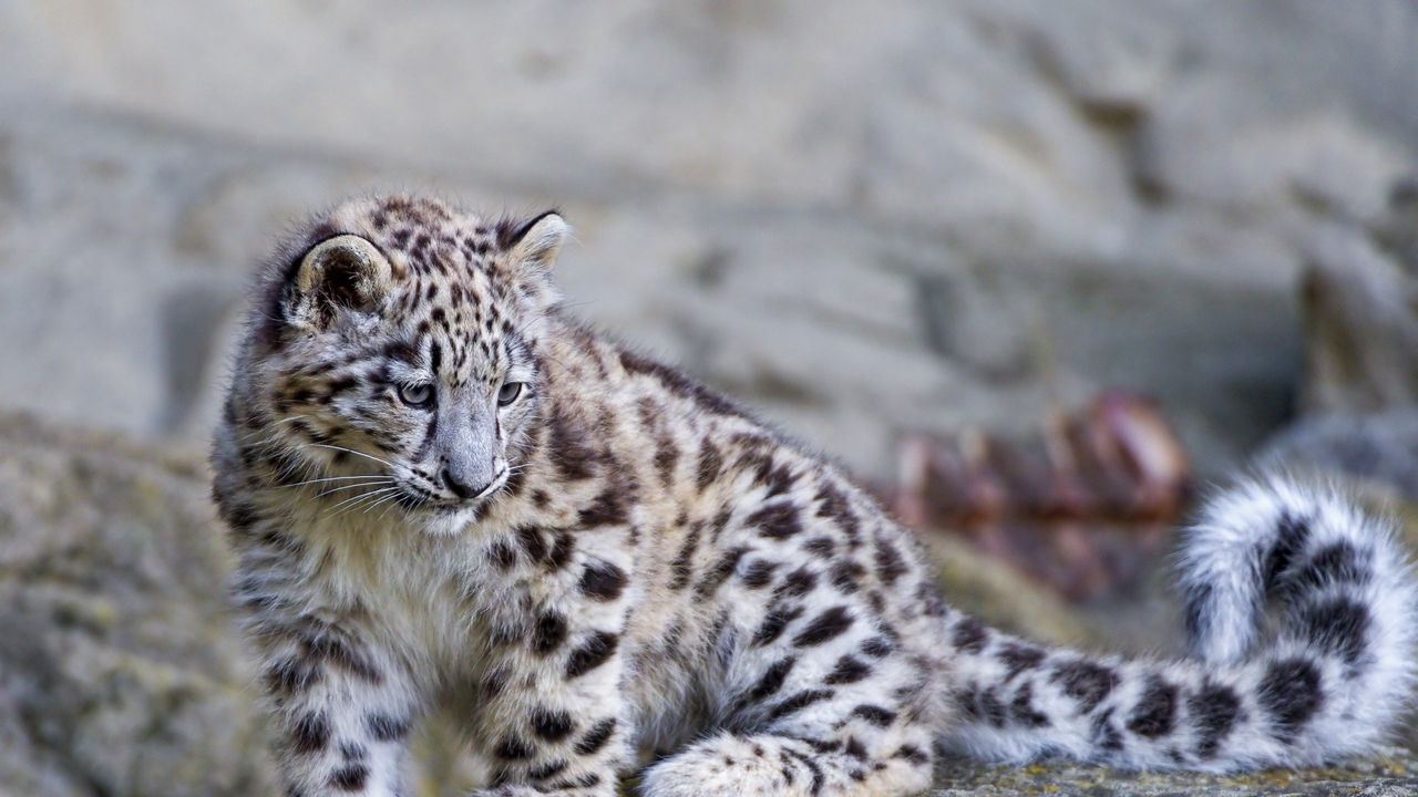 Wallpaper snow leopard, big cat, carnivore, stones, moss