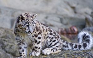 Preview wallpaper snow leopard, big cat, carnivore, stones, moss
