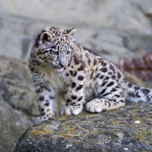 Preview wallpaper snow leopard, big cat, carnivore, stones, moss