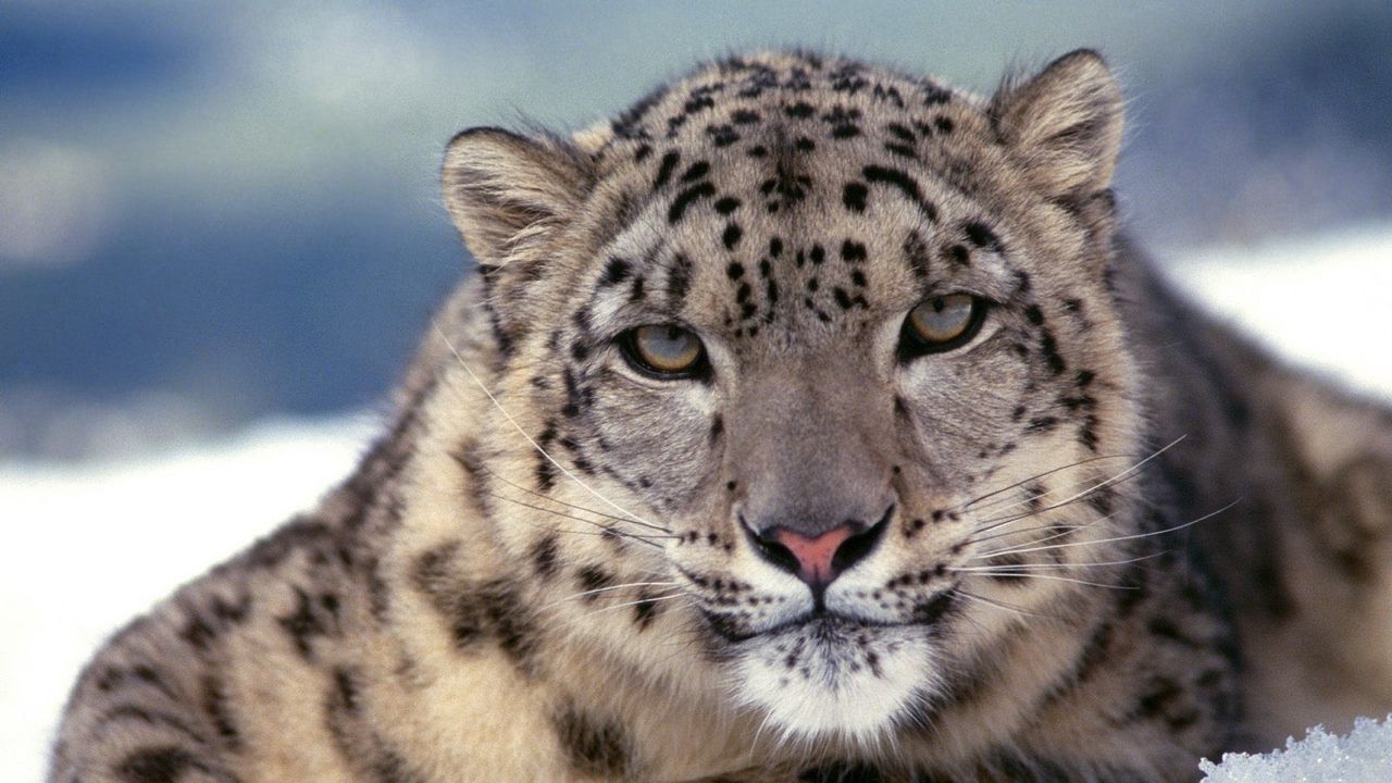 Wallpaper snow leopard, big cat, color, predator
