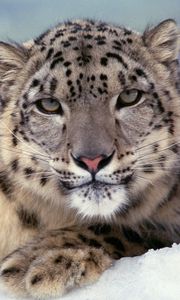 Preview wallpaper snow leopard, big cat, color, predator
