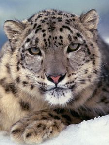 Preview wallpaper snow leopard, big cat, color, predator
