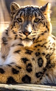 Preview wallpaper snow leopard, big cat, cute, fluffy, blur