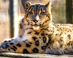 Preview wallpaper snow leopard, big cat, cute, fluffy, blur