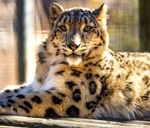 Preview wallpaper snow leopard, big cat, cute, fluffy, blur