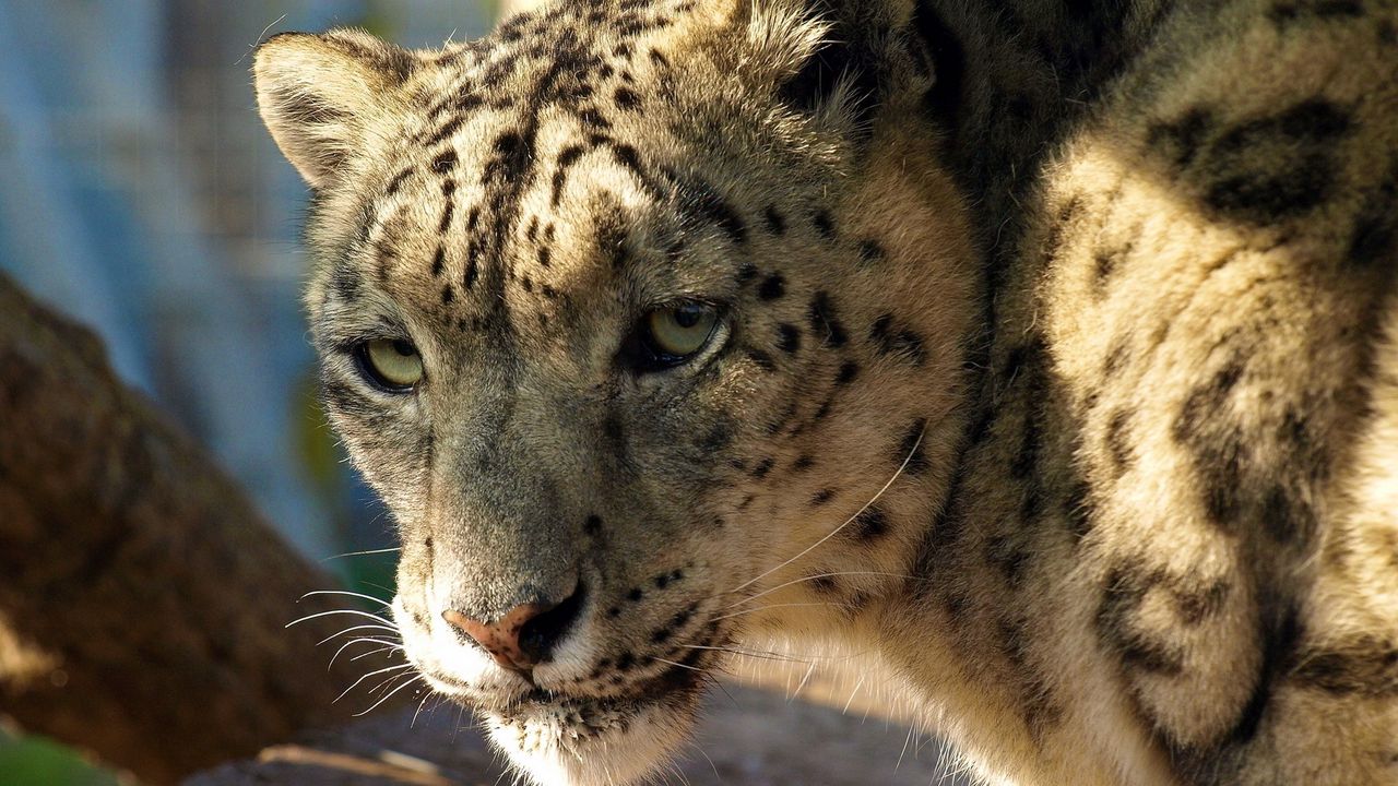 Wallpaper snow leopard, big cat, face, predator