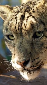 Preview wallpaper snow leopard, big cat, face, predator