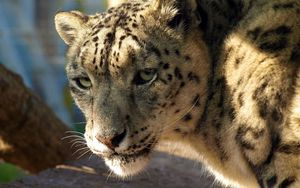 Preview wallpaper snow leopard, big cat, face, predator