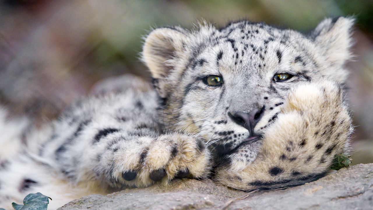 Wallpaper snow leopard, big cat, leopard