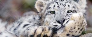 Preview wallpaper snow leopard, big cat, leopard