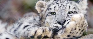 Preview wallpaper snow leopard, big cat, leopard