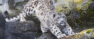 Preview wallpaper snow leopard, big cat, predator, rocks