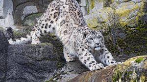 Preview wallpaper snow leopard, big cat, predator, rocks