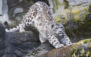 Preview wallpaper snow leopard, big cat, predator, rocks