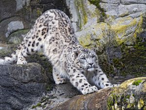 Preview wallpaper snow leopard, big cat, predator, rocks