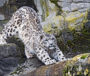 Preview wallpaper snow leopard, big cat, predator, rocks