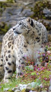 Preview wallpaper snow leopard, big cat, predator, rocks, flowers
