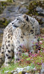 Preview wallpaper snow leopard, big cat, predator, rocks, flowers