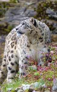 Preview wallpaper snow leopard, big cat, predator, rocks, flowers