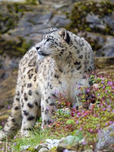 Preview wallpaper snow leopard, big cat, predator, rocks, flowers