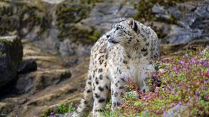 Preview wallpaper snow leopard, big cat, predator, rocks, flowers