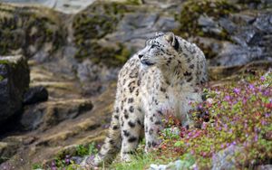 Preview wallpaper snow leopard, big cat, predator, rocks, flowers