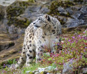 Preview wallpaper snow leopard, big cat, predator, rocks, flowers