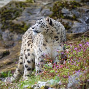 Preview wallpaper snow leopard, big cat, predator, rocks, flowers